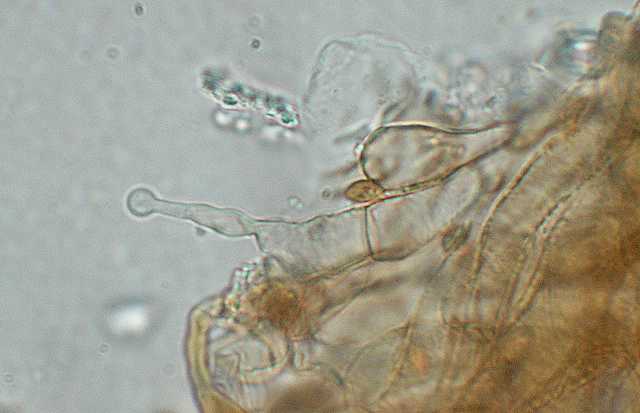 Galerina lillipuziana